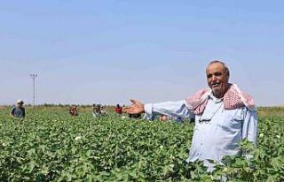 Tarım işçileri, 45 dereceyi aşan sıcakta 650...