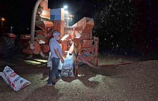 Tarlada fındık nöbeti