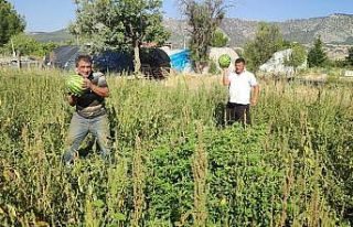 Tarladan kendi toplayana karpuz bedava