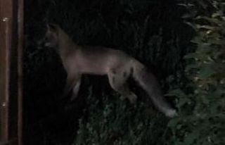 Tatvan ilçe merkezinde tilki paniği