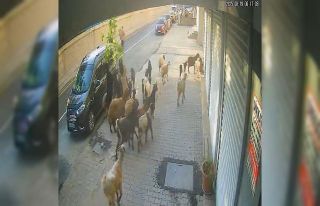 Tatvan’da keçinin inadı limon ağacını devirdi