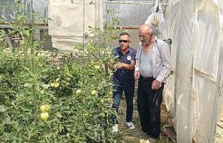 Tavşanlı’da seralarda bitki hastalık ve zararlı...