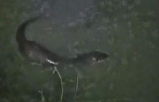 Tekirdağ’da derede balık avlayan su samuru görüntülendi