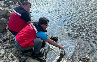 Tekirdağ’da göletlere 975 bin sazan yavrusu bırakıldı