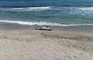 Tekirdağ’da ölü yunus sahile vurdu