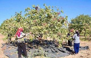 TİGEM’de fıstık hasadı başladı