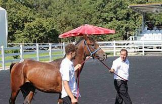 TİGEM’in en yüksek bedelli tayı e-satışla satıldı