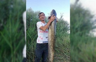 Timsah sandılar balık çıktı