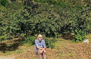 TMO 2025 fındık fiyatlarını açıkladı, gözler...