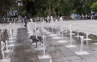 Tokat’ta sıcaklardan bunalan köpek süs fıskiyesinde...