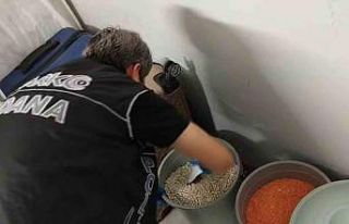 Torbacının bonzai zulası ’fasulye’ dolu kova...