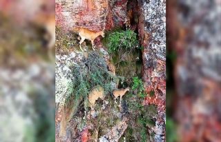 Torul Kalesi’nin kayalıklarında yaban keçileri...