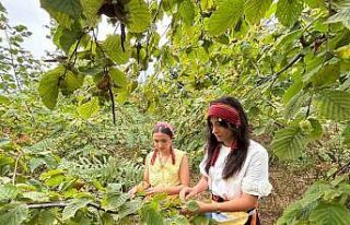 Trabzon’da coğrafi işaretli Arsin Foşa fındığının...