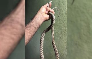 Tunceli’de eve giren yılanı ekipler çıkardı