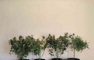 Tunceli’de jandarmadan uyuşturucu operasyonları:...