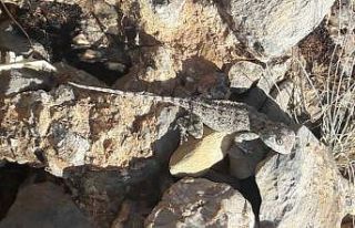 Tunceli’de kırmızı listede bulunan ‘Bozkır...