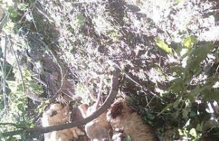 Tunceli’de kurt saldırısı sonucu oluşan izdihamda...