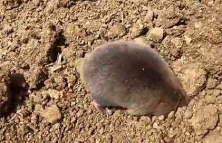 Tunceli’de yuva yapmak için kazı yapan köstebek...