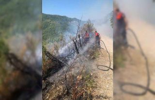 Türkeli’de ormanlık alanda yangın paniği