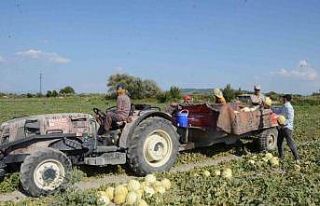 Türkiye, kavuna doyacak