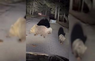 Uludağ’da ayıları görmek isteyen vatandaşlardan...