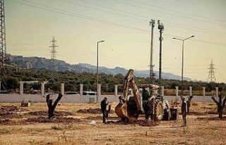 Üniversite kampüsündeki 6 tarihi zeytin ağacı...