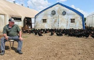 Üreticilere yüzde 50 hibeli 16 bin tavuk