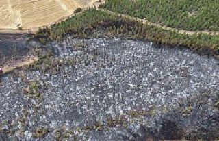 Uşak’ta ormanlık alana sıçrayan yangın söndürüldü