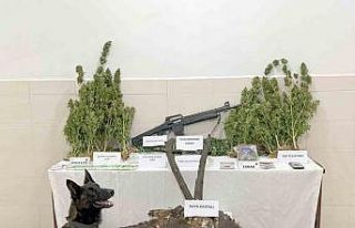 Uyuşturucu ticareti ile kaçak avcılık yapan şahıs...