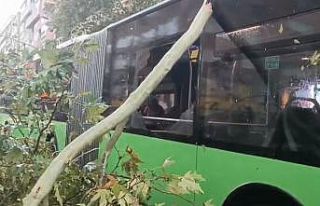 Üzerine ağaç devrilen belediye otobüsünde can...