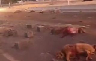 Van’da kamyonet sürüye çarptı: 37 koyun telef...