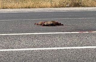 Van’da otomobil domuza çarptı