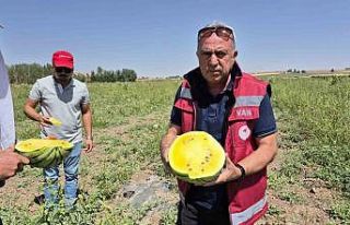 Van’da sarı karpuz dönemi başladı