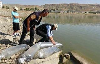 Van’daki göllere 450 bin yavru sazan bırakıldı