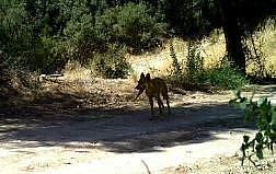 Yaban hayatı fotokapana yakalandı