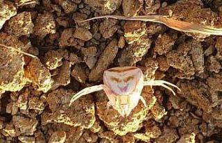 Yalova’da ’insan yüzlü örümcek’ görüldü