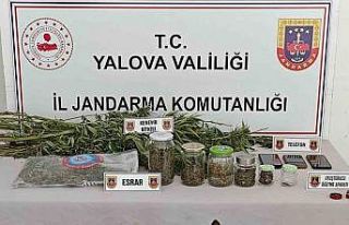 Yalova’da ormanlık alanda yasa dışı kenevir...