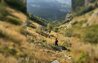 Yamaçtan düşerek mahsur kalan inek AFAD ekiplerince...