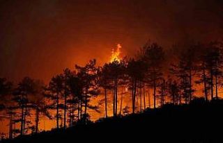 Yanan 3 bin hektar orman için 100 yıl gerekiyor