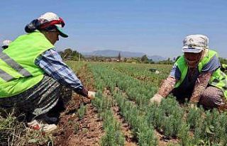 Yanan sahaların fidanları hazır