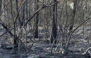 Yangından kaçan karaca görüntüleri kameralara...