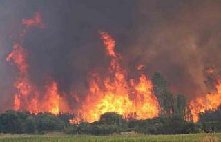 Yangınlara karşı keçi çözümü