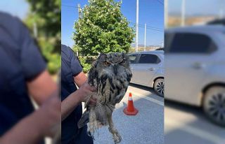 Yaralı bulunan baykuş koruma altına alındı