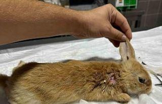 Yaralı halde bulunan tavşan tedavi altına alındı