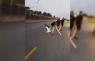 Yaralı leylek duyarlı vatandaşlarca kurtarıldı