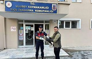 Yaralı şahinin imdadına jandarma yetişti