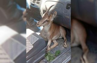 Yaralı yavru dağ keçisi tedavi altına alındı