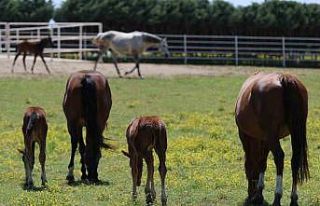 Yaşları küçük, değerleri milyon