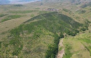 Yayla sakinleri imece usulü çalışarak bozkırı...