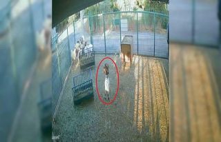 Yerdeki poşeti başına geçiren cüce keçi, diğer...